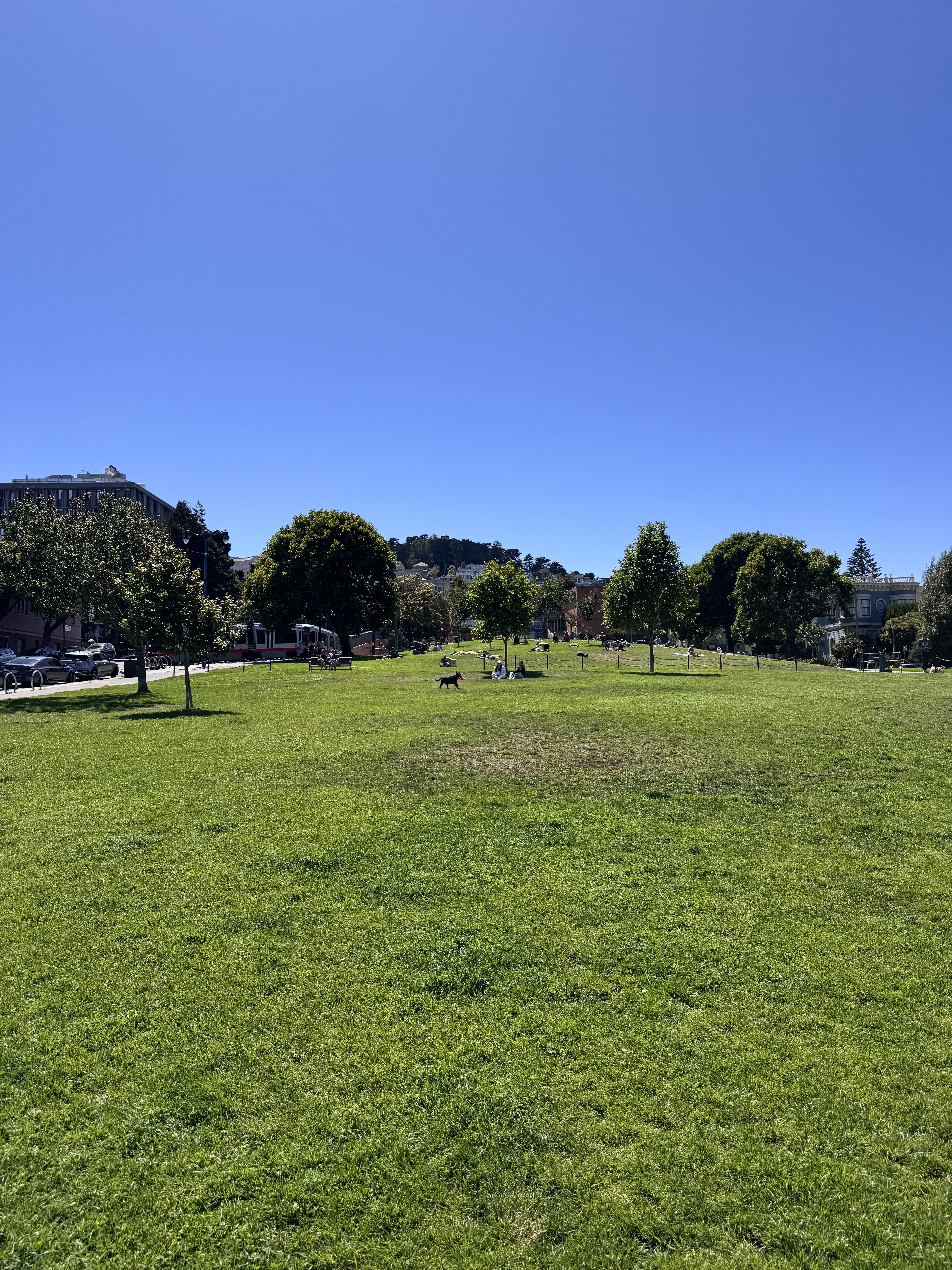 a green grass part in san fransisco