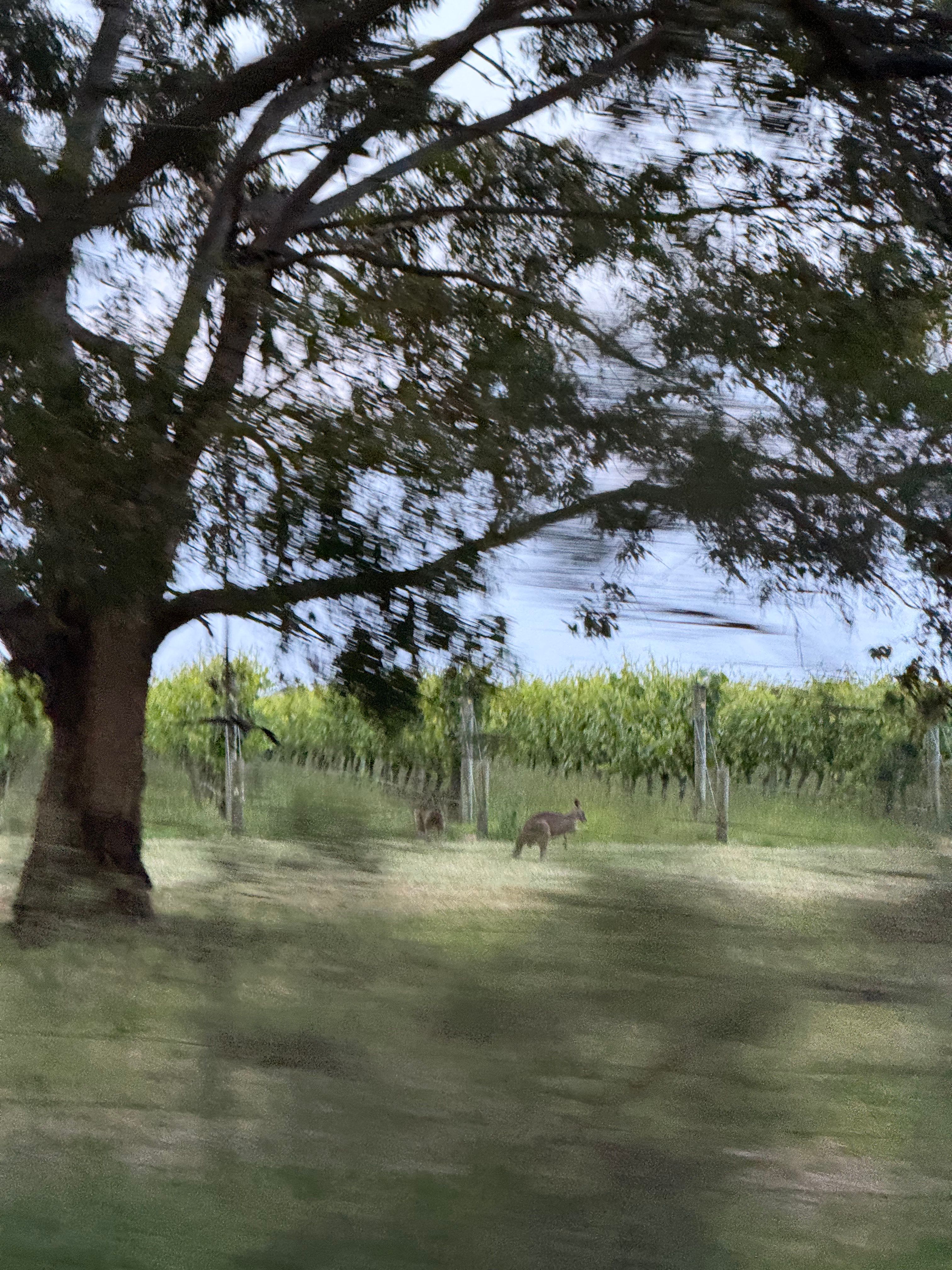 Trip home. (Balnarring, VIC, Australia)