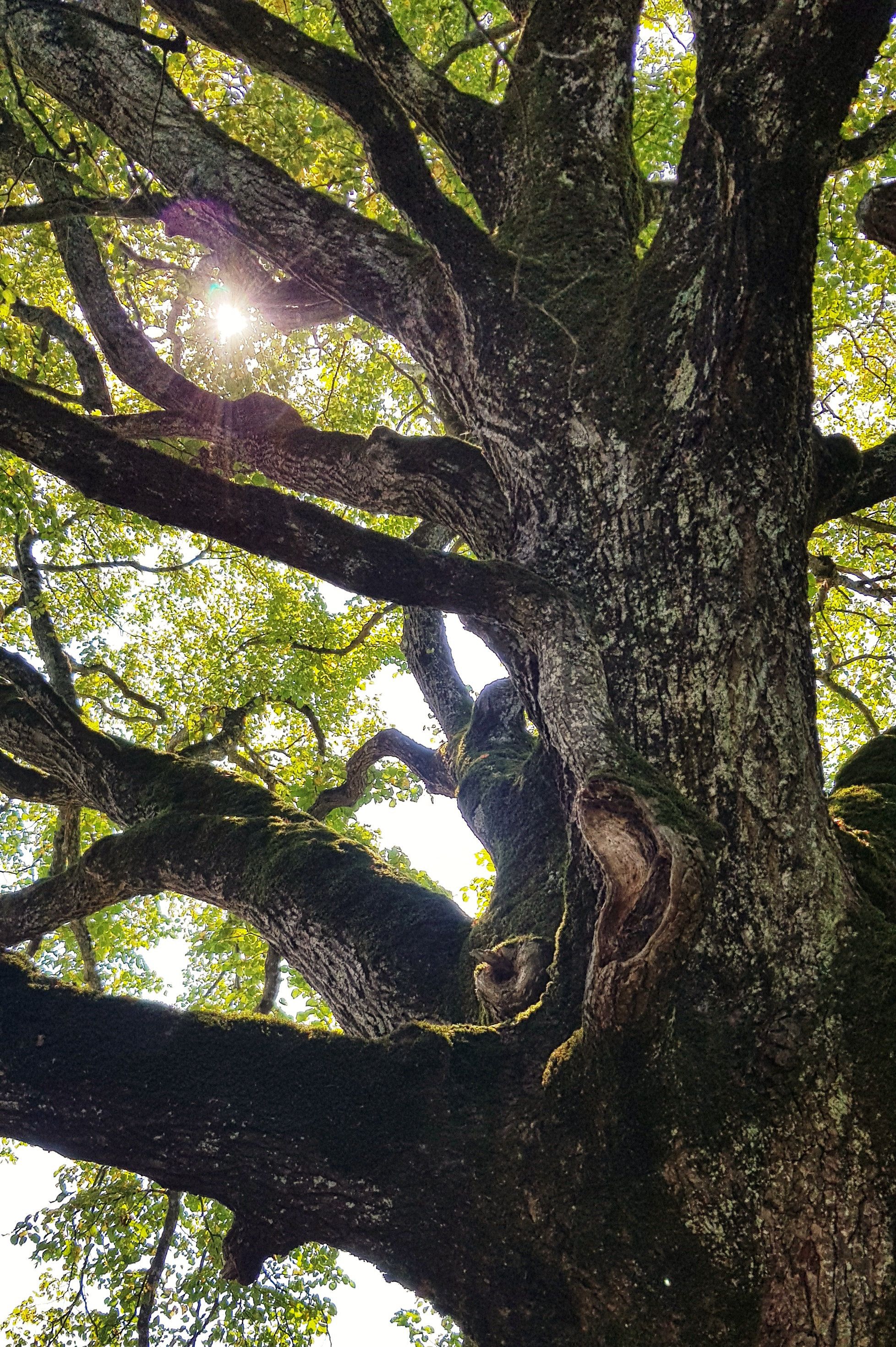 Under the tree #france