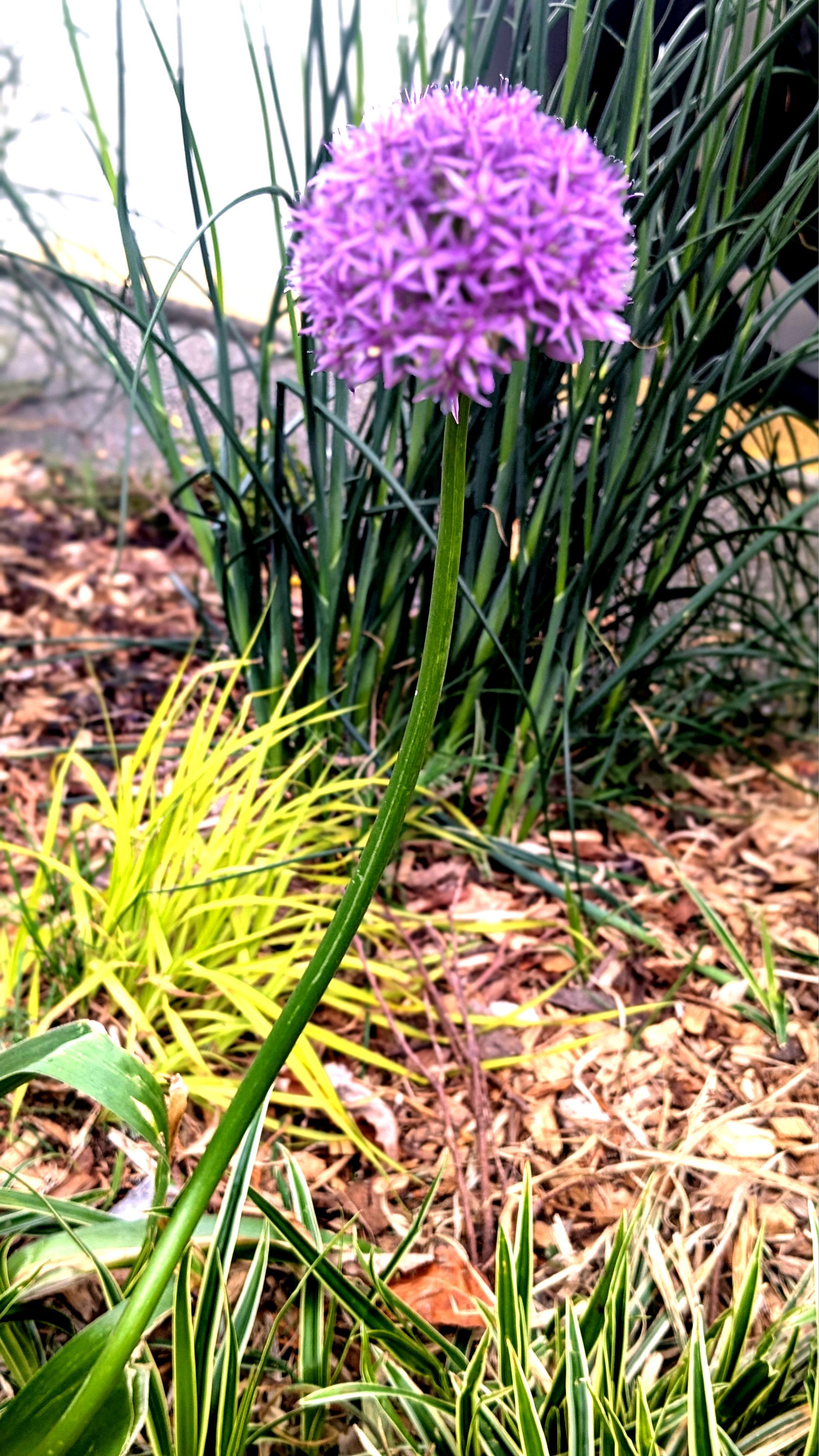 A flower and a pigeon