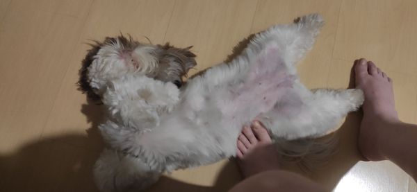 Um Shitzu deitado no chão aos meus pés descalços, pedindo carinho na barriga rosada e tosada, seus pelos são brancos no corpo todo, e marrom nas orelhas.