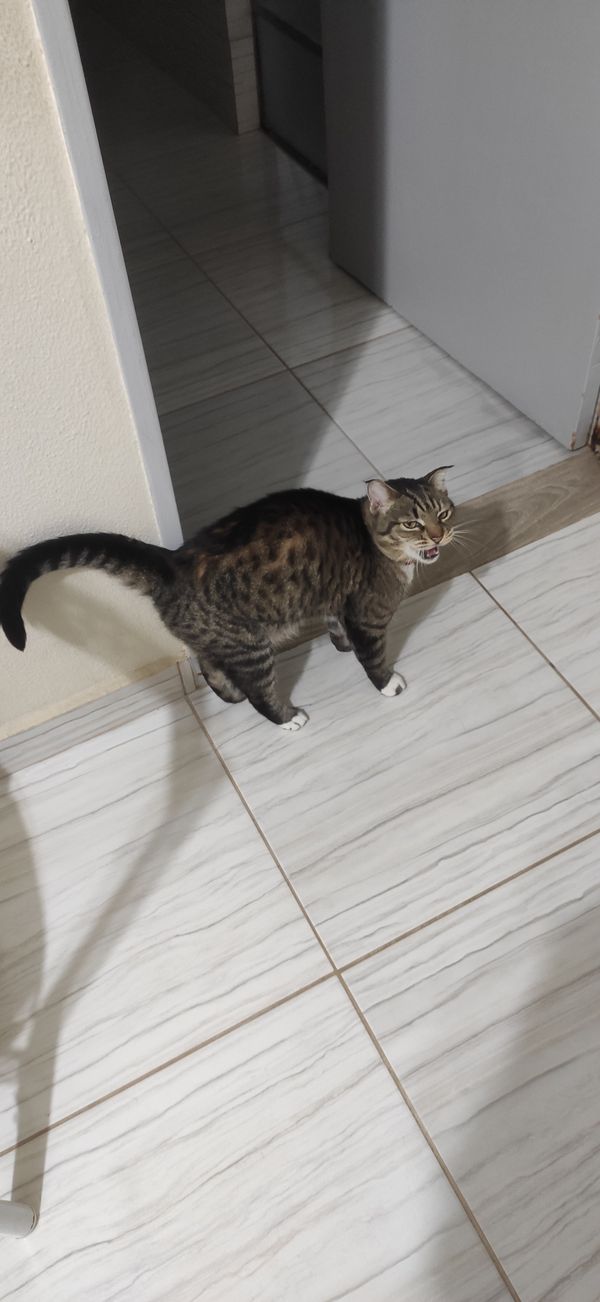 Uma gata rajada ao lado de uma porta aberta, miando, com o corpo levemente curvado e rabo levemente elevado. O chão é de azulejo branco listrado. Detalhes para as patinhas brancas e orelha curta e curvada com pelos compridos nas pontas.