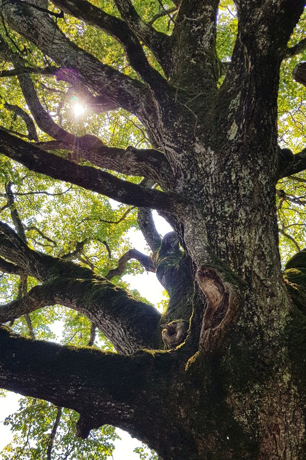 Under the tree #france